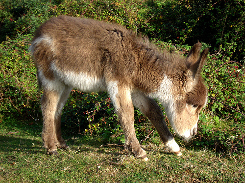 2008-01-03-shaggy-new-forest-pony.jpg