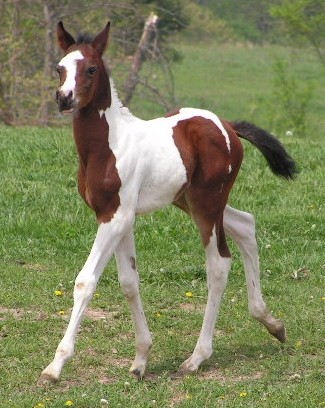 pinto colt.JPG